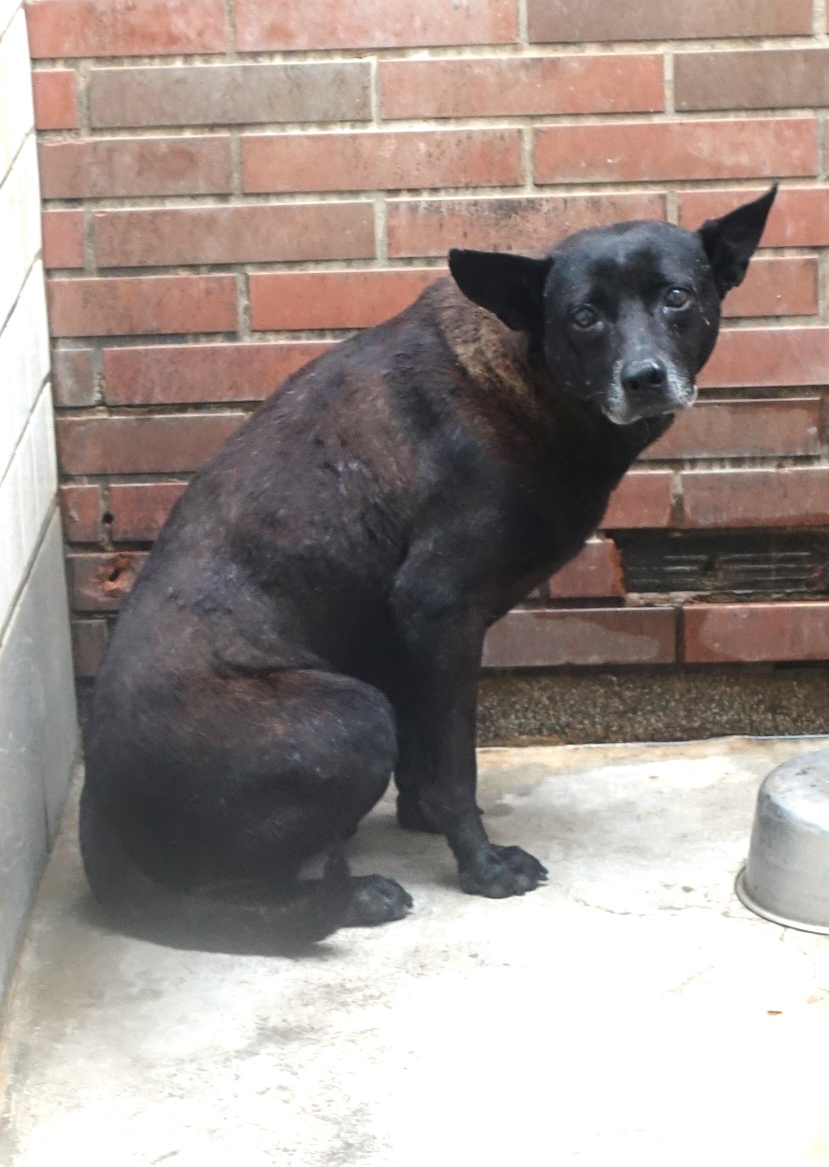 混種犬