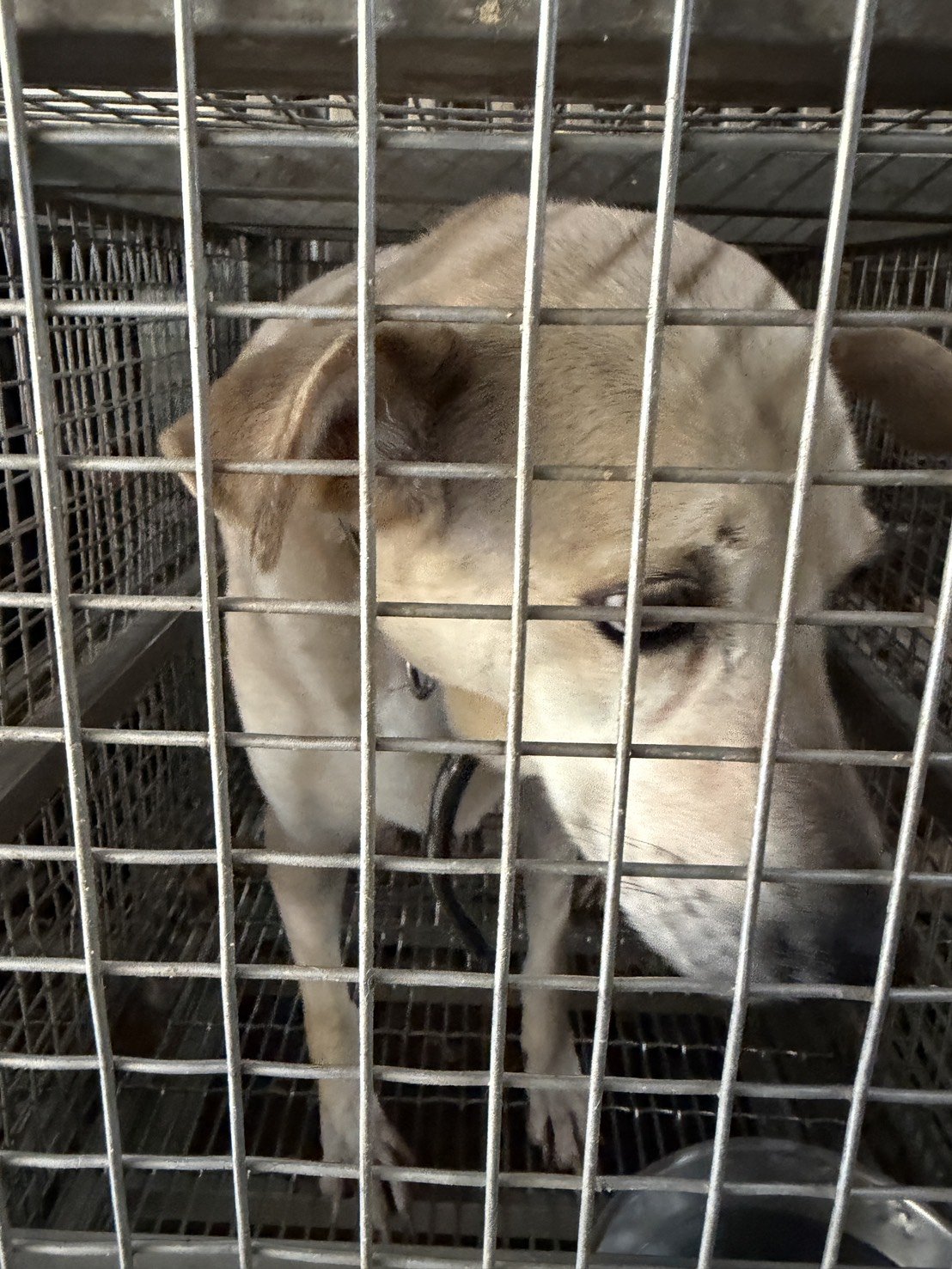 混種犬