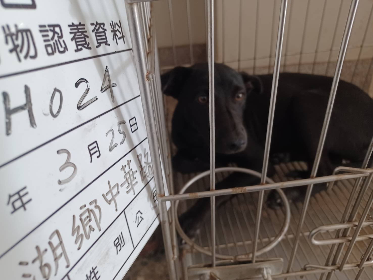 混種犬