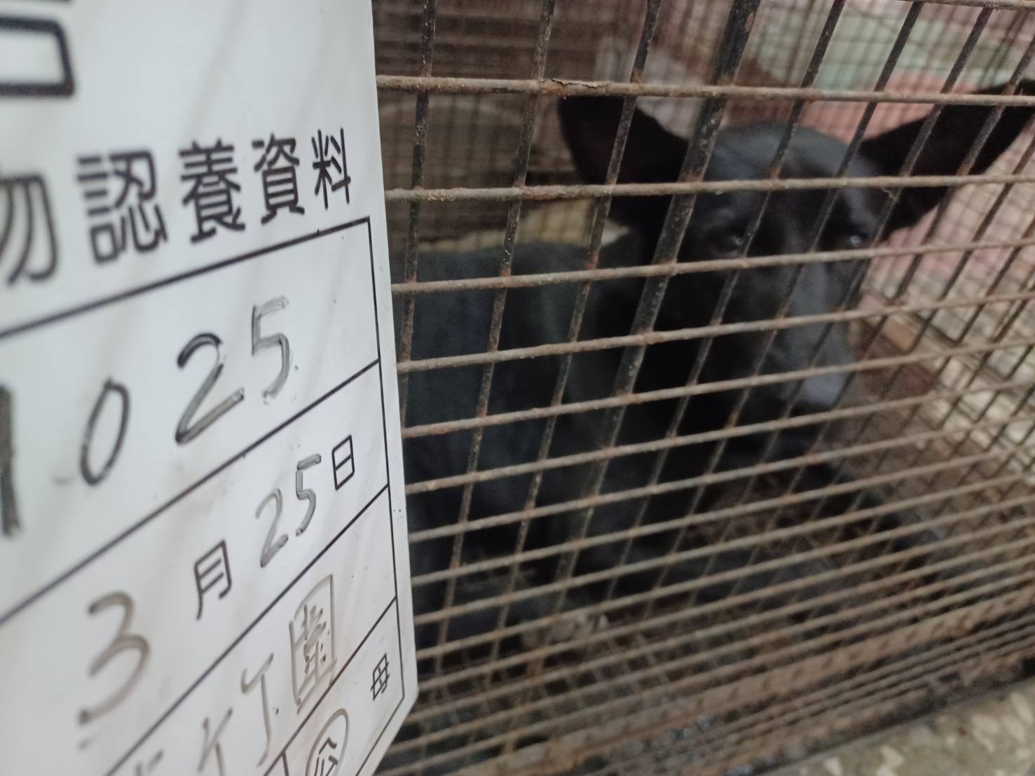 混種犬
