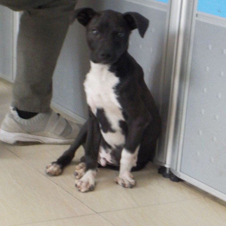 混種犬