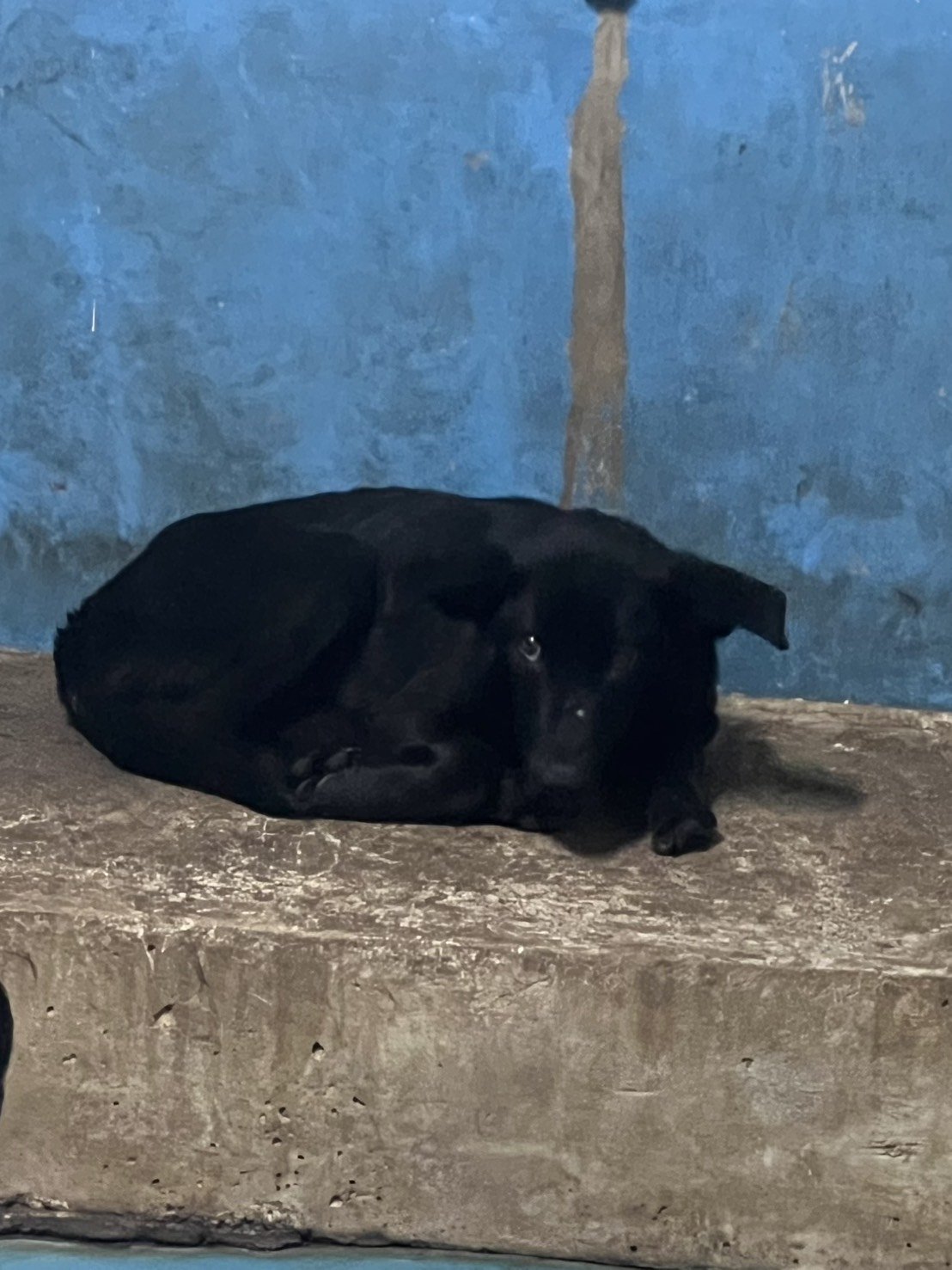 混種犬