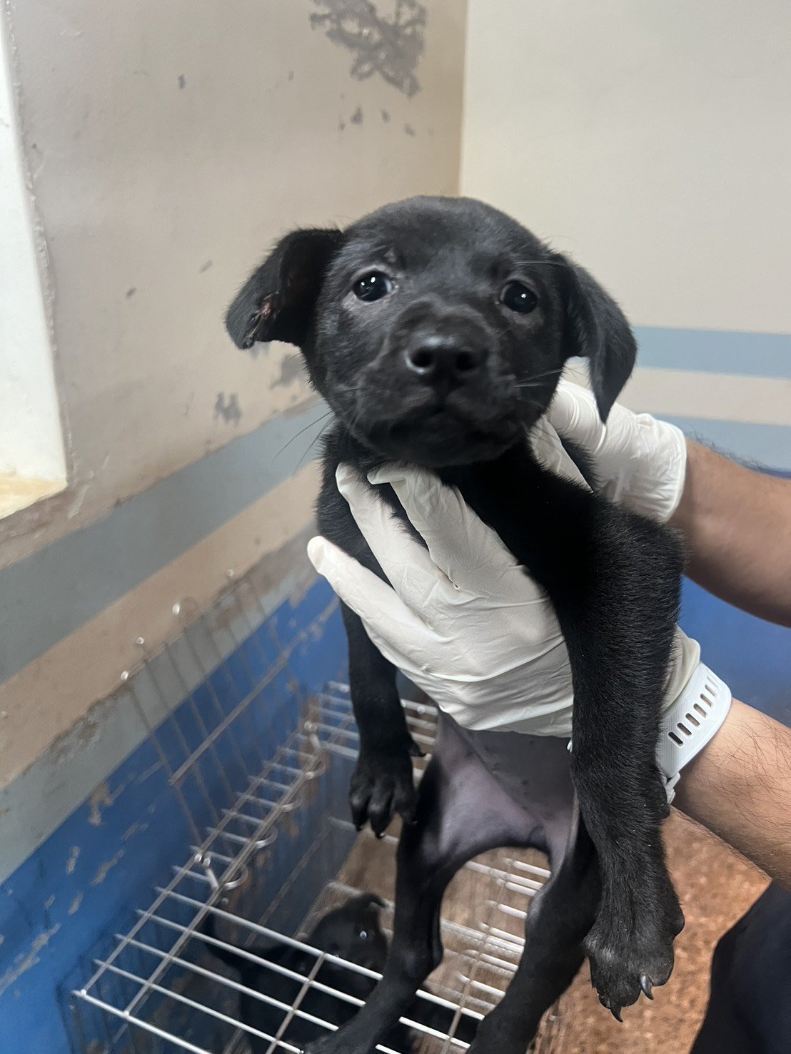 混種犬