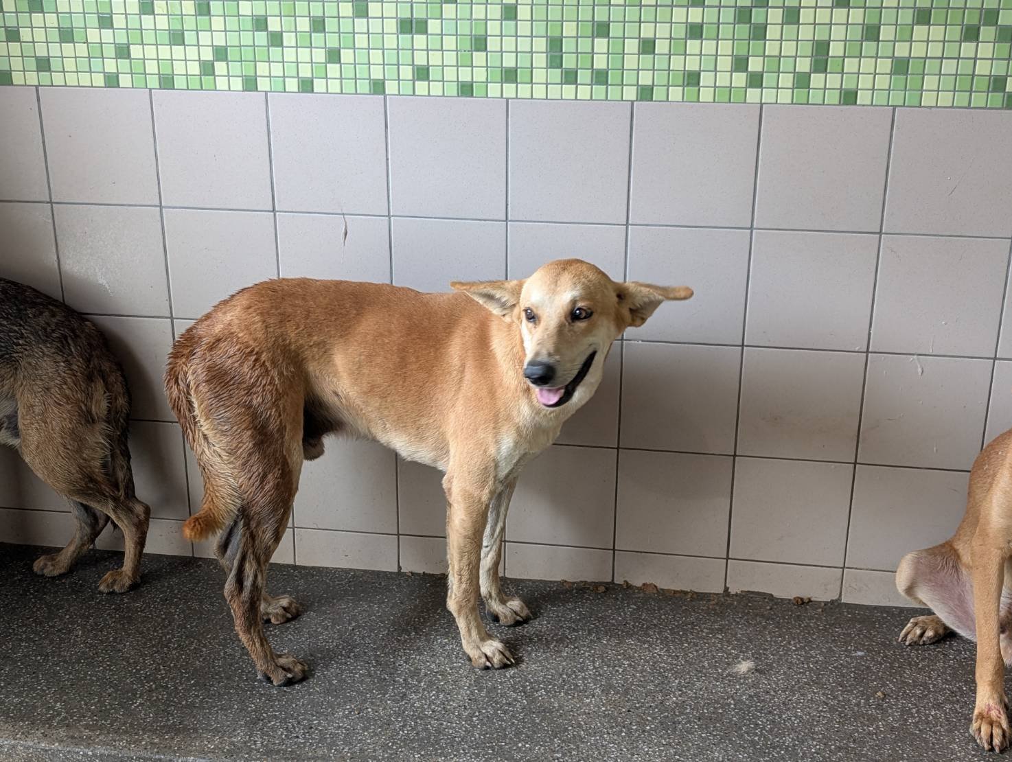 混種犬