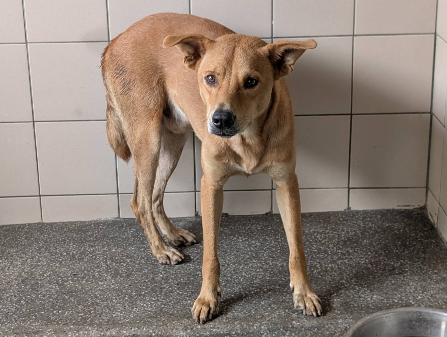 混種犬