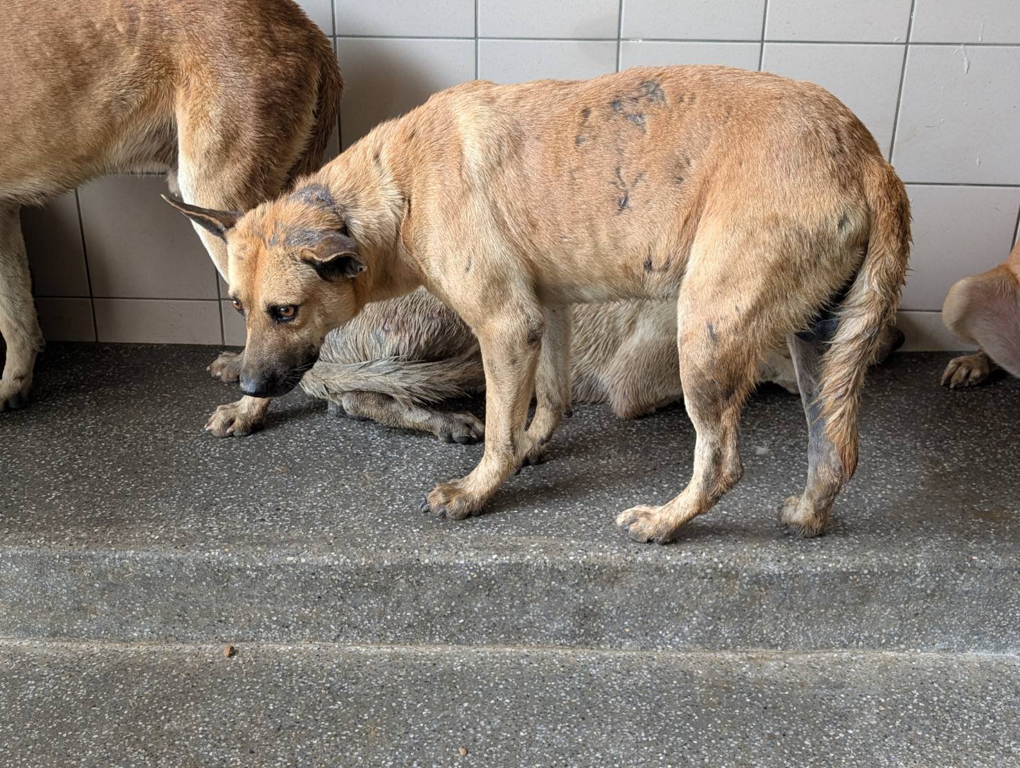 混種犬