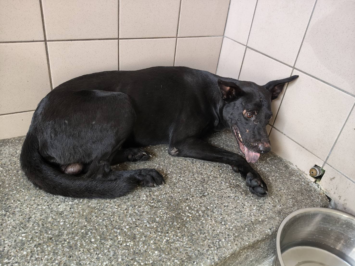 混種犬