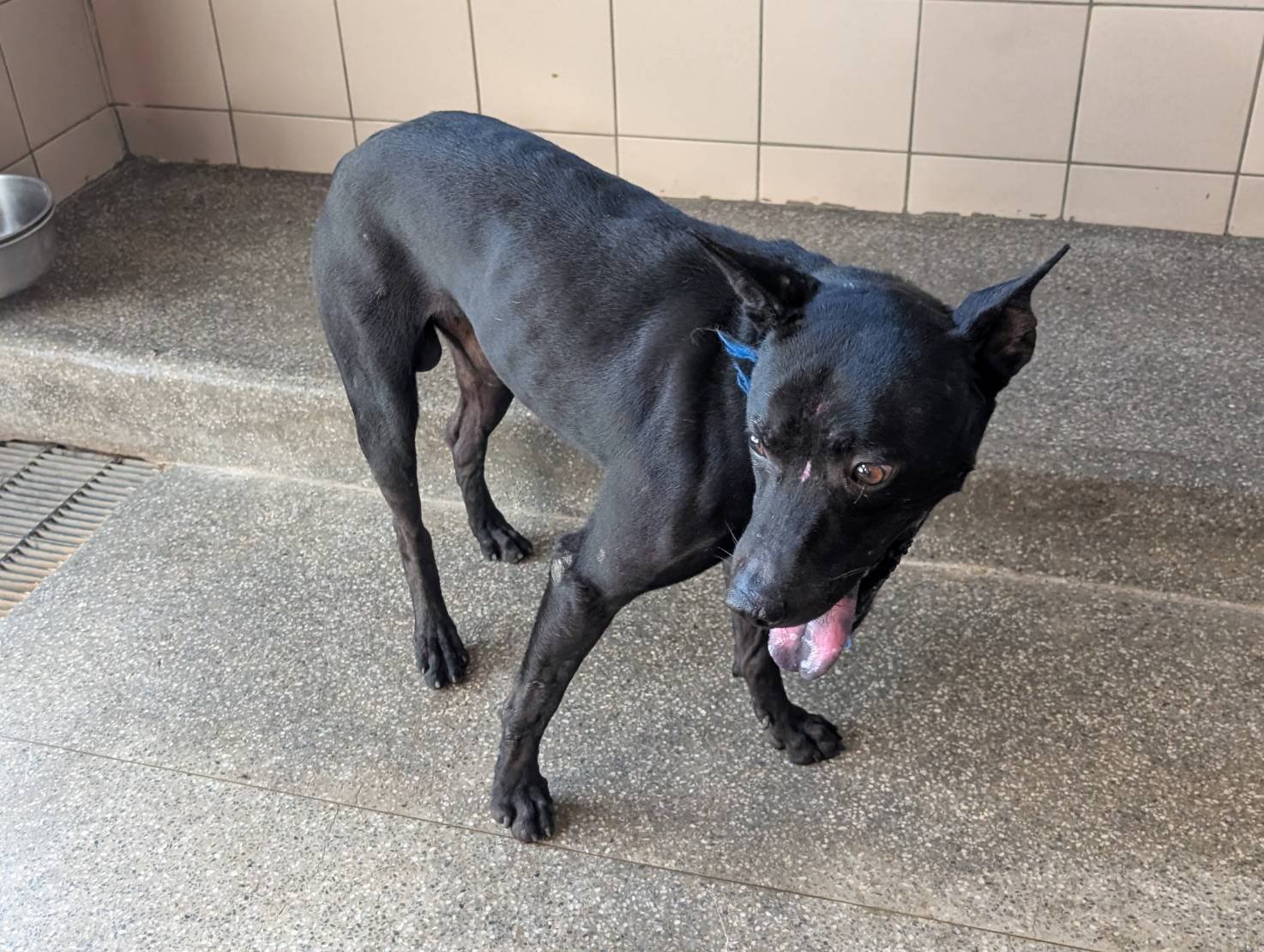混種犬