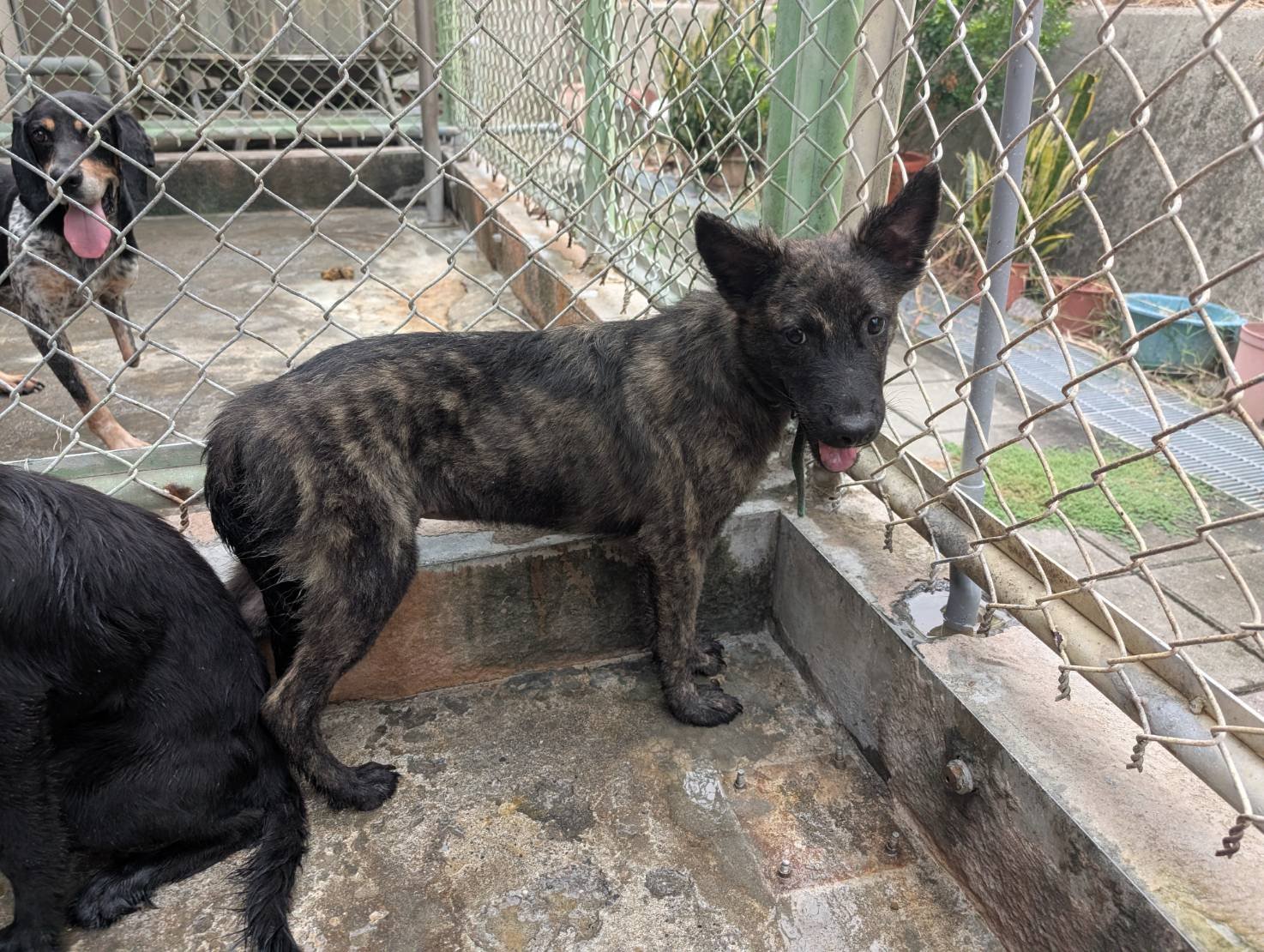 混種犬