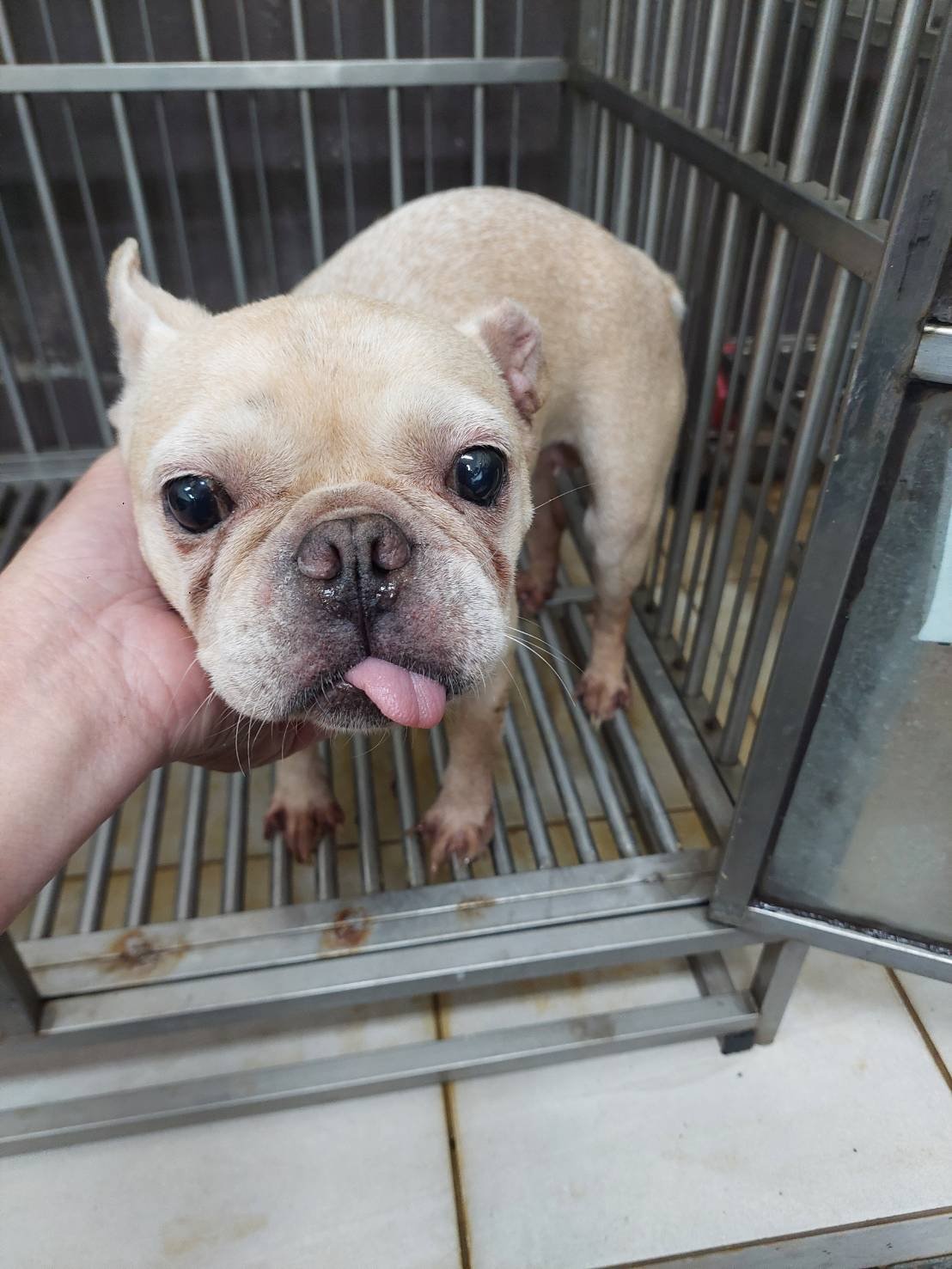 法國鬥牛犬