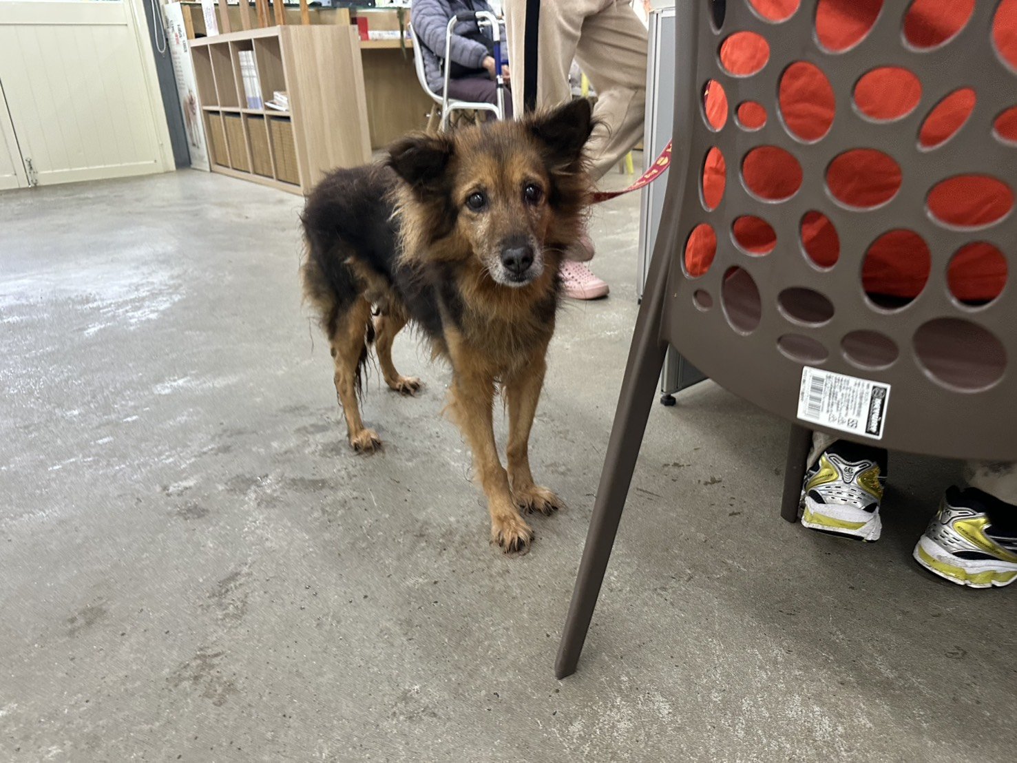 混種犬