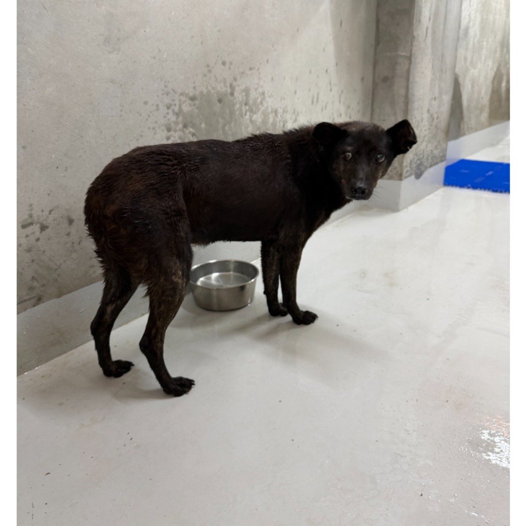 混種犬