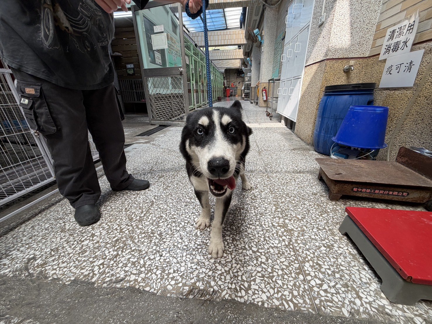 哈士奇(西伯利亞雪橇犬)