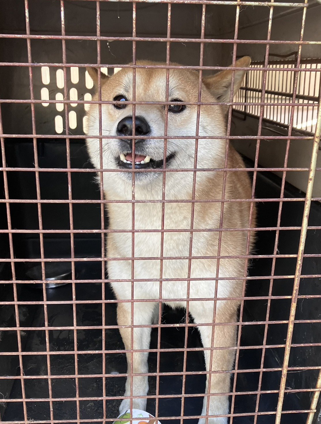 柴犬