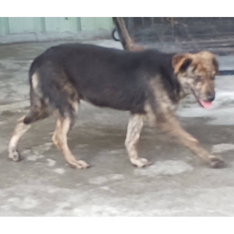 混種犬