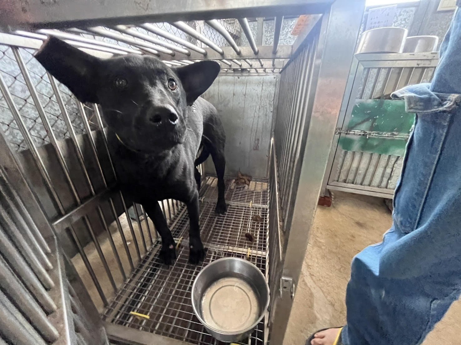 混種犬