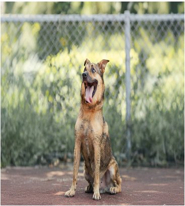 混種犬