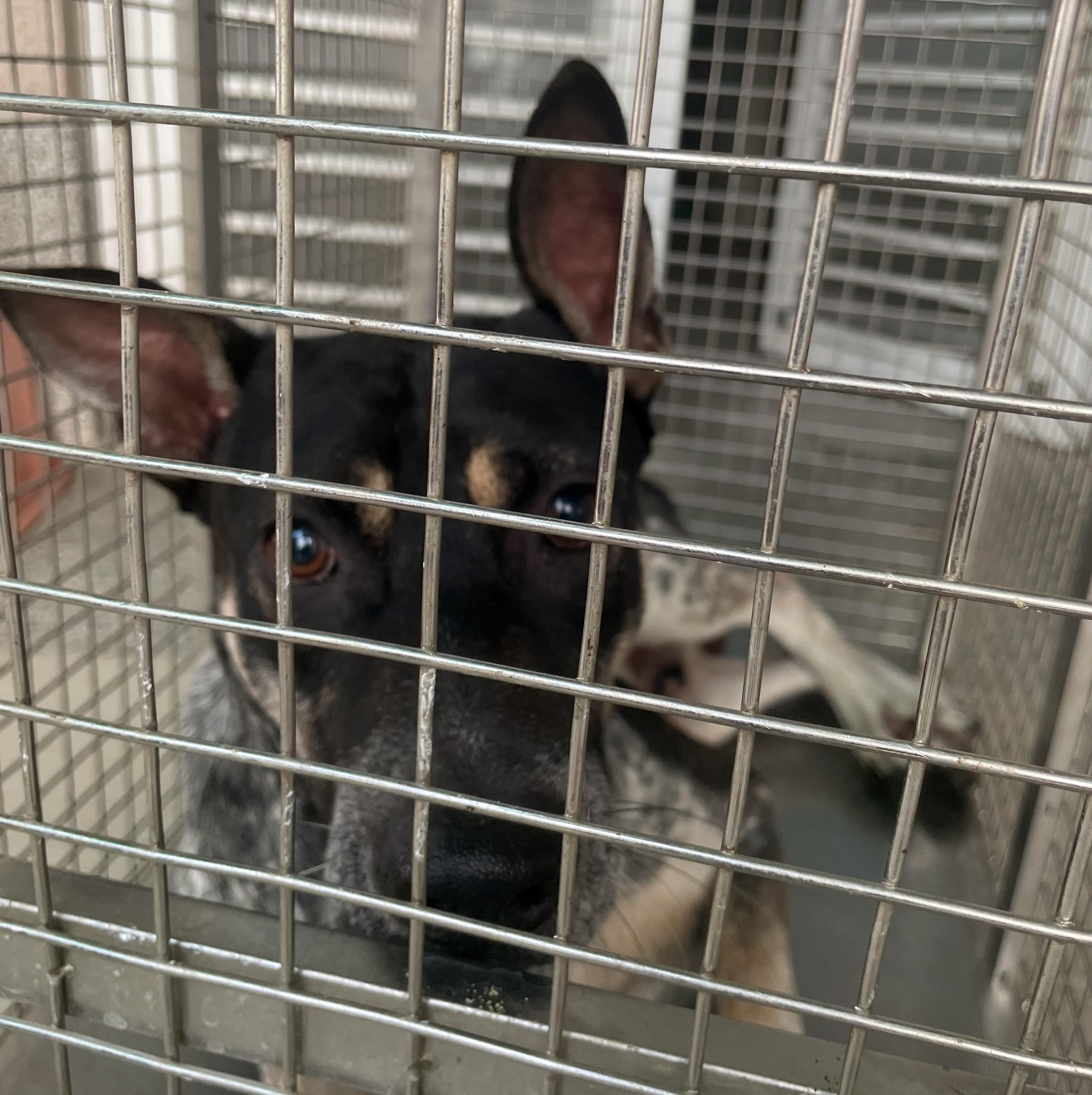混種犬