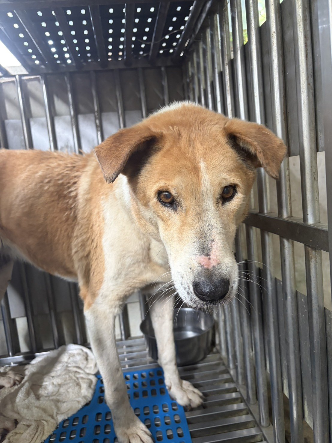 混種犬
