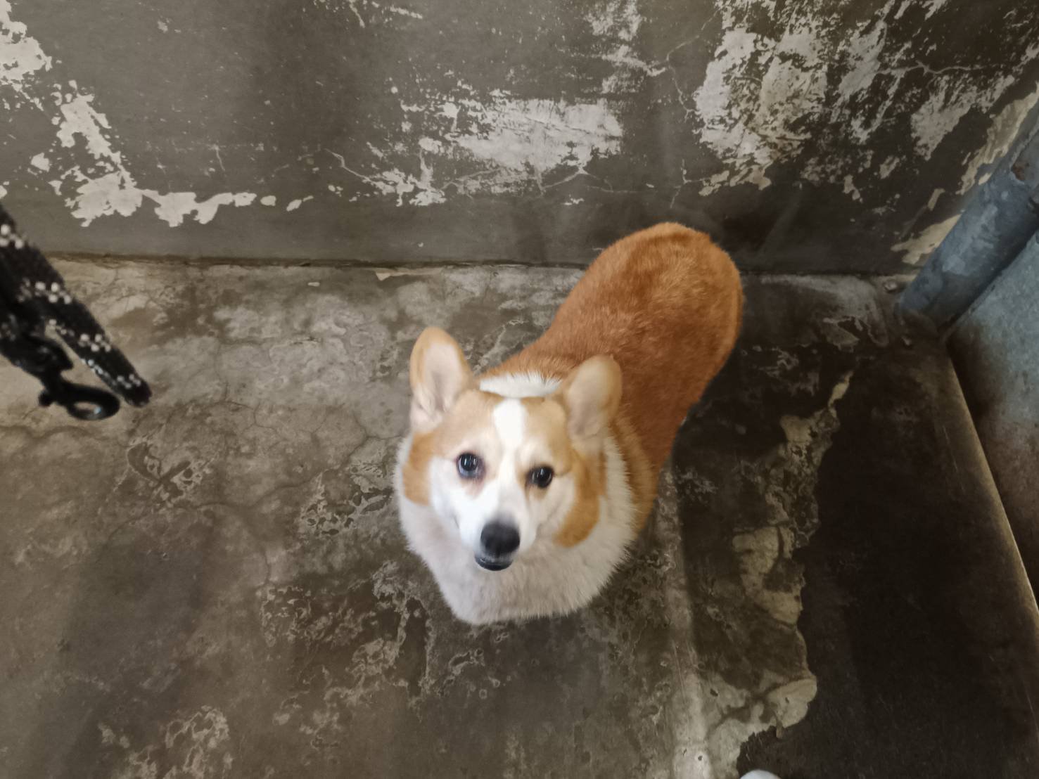 威爾斯柯基犬
