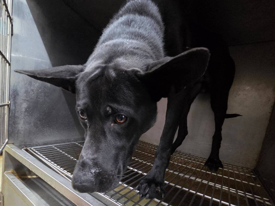 混種犬