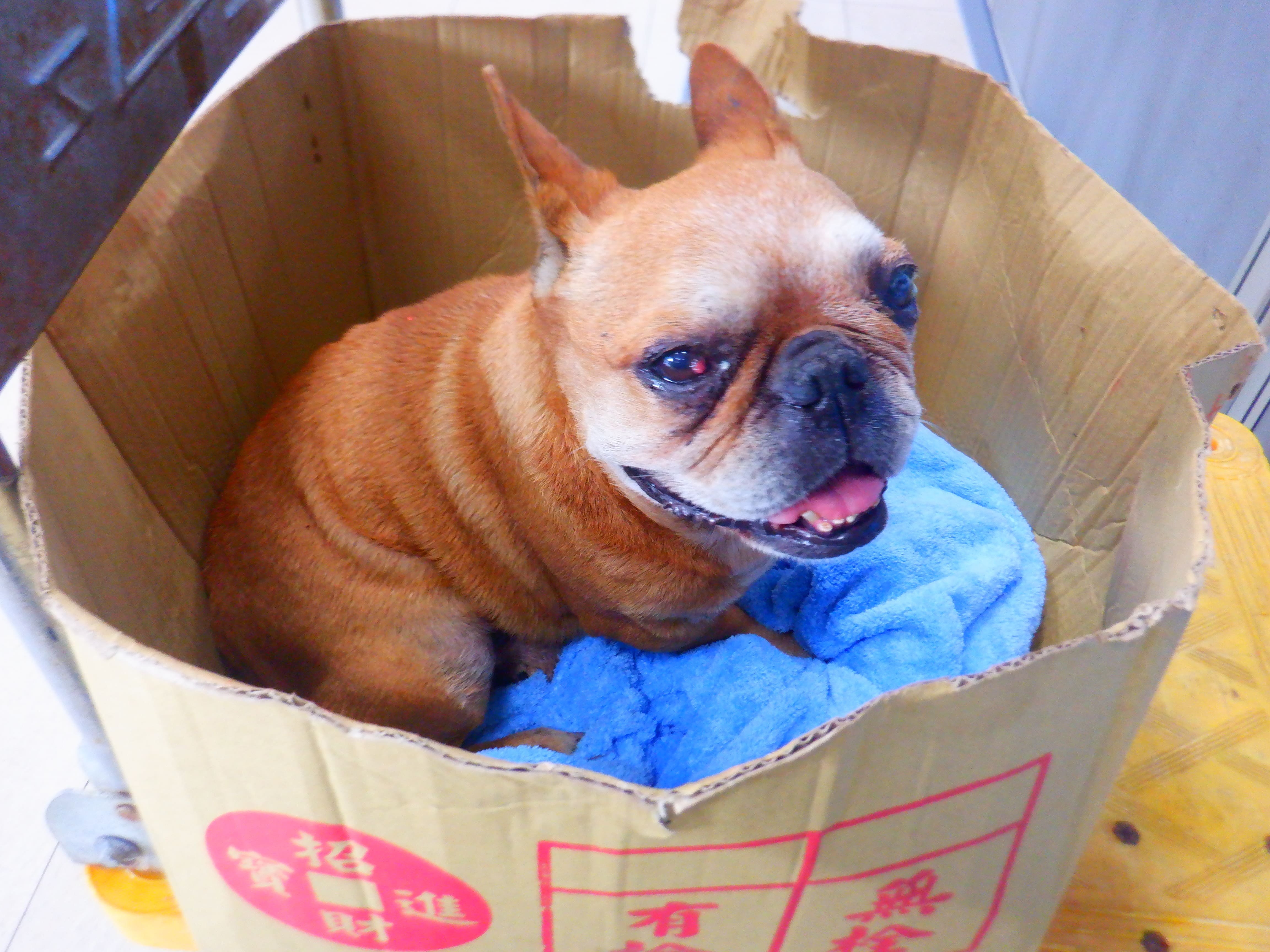 法國鬥牛犬