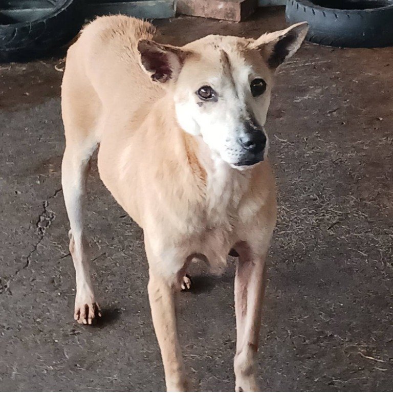 混種犬