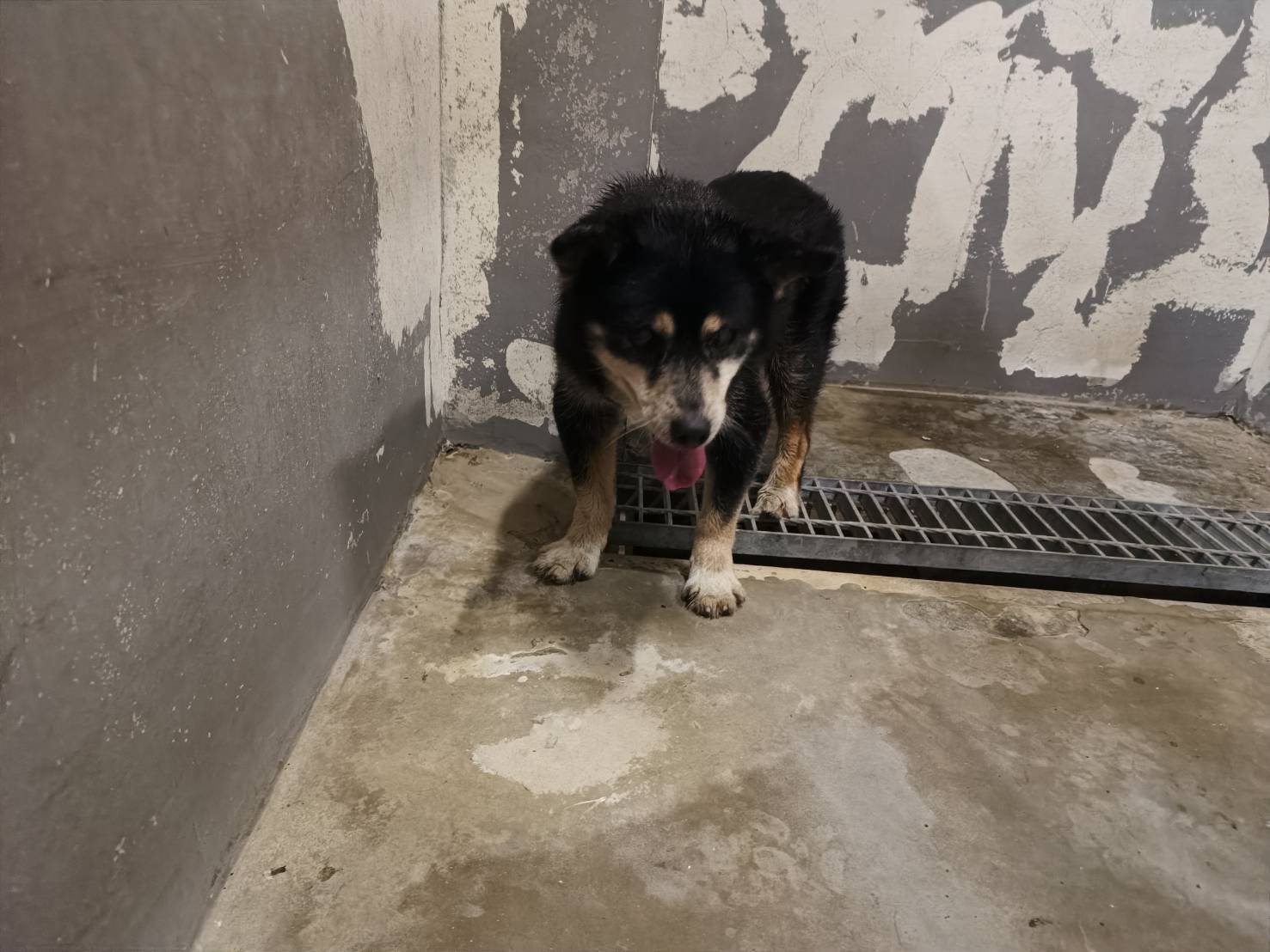 混種犬