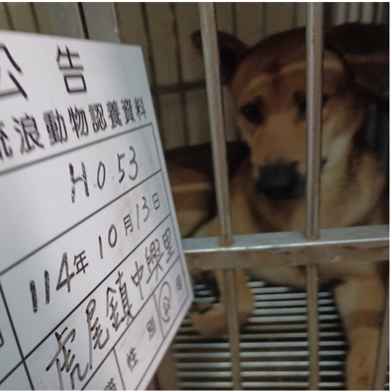 混種犬
