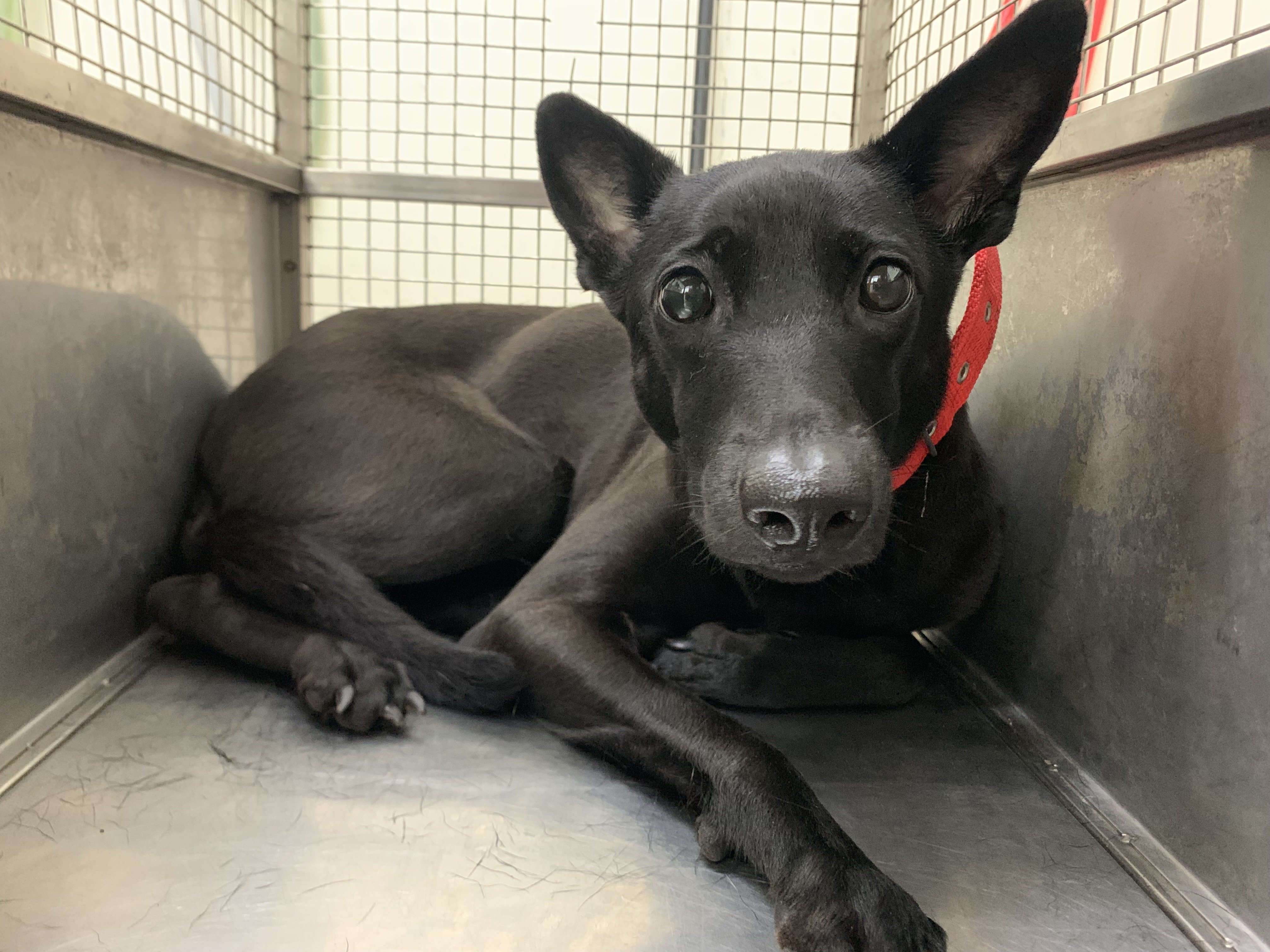 混種犬