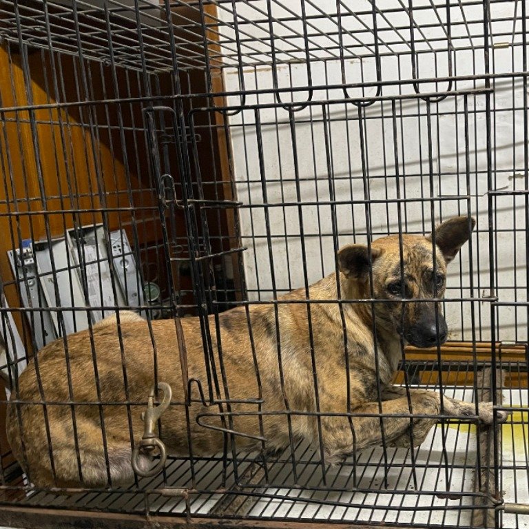 混種犬