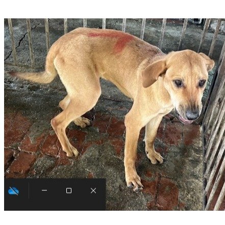 混種犬