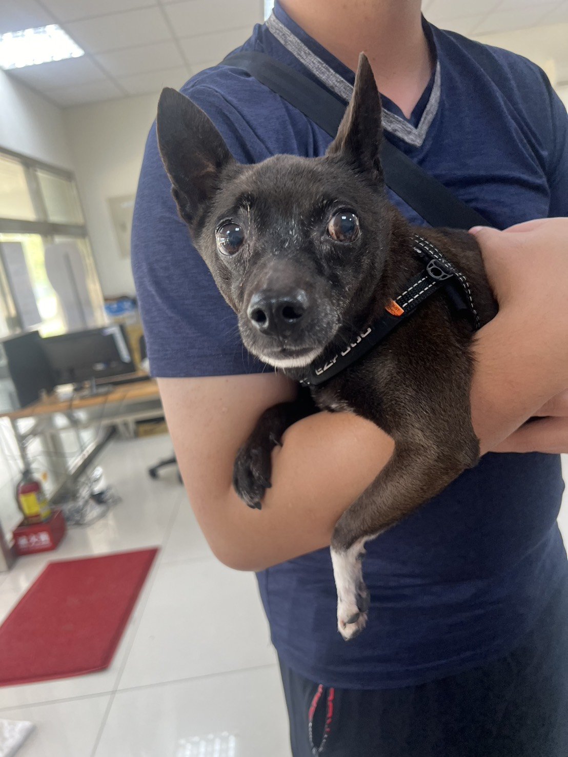 混種犬