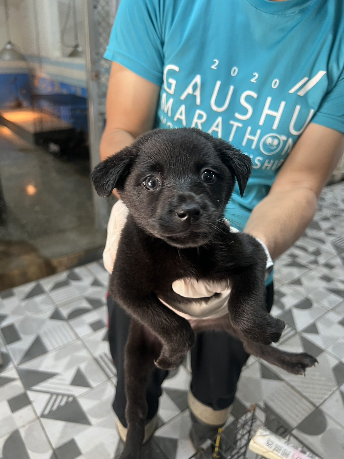 混種犬