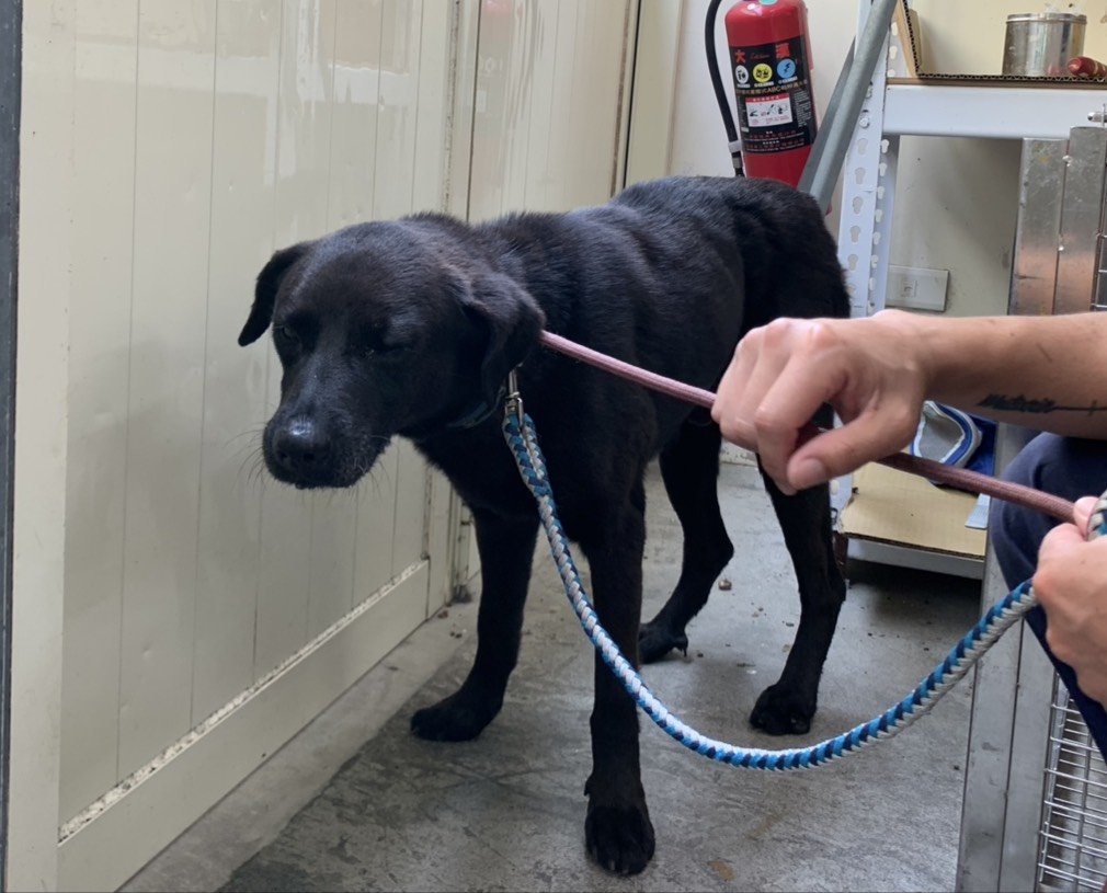 混種犬