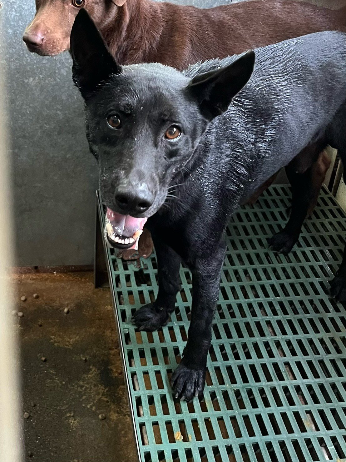 混種犬