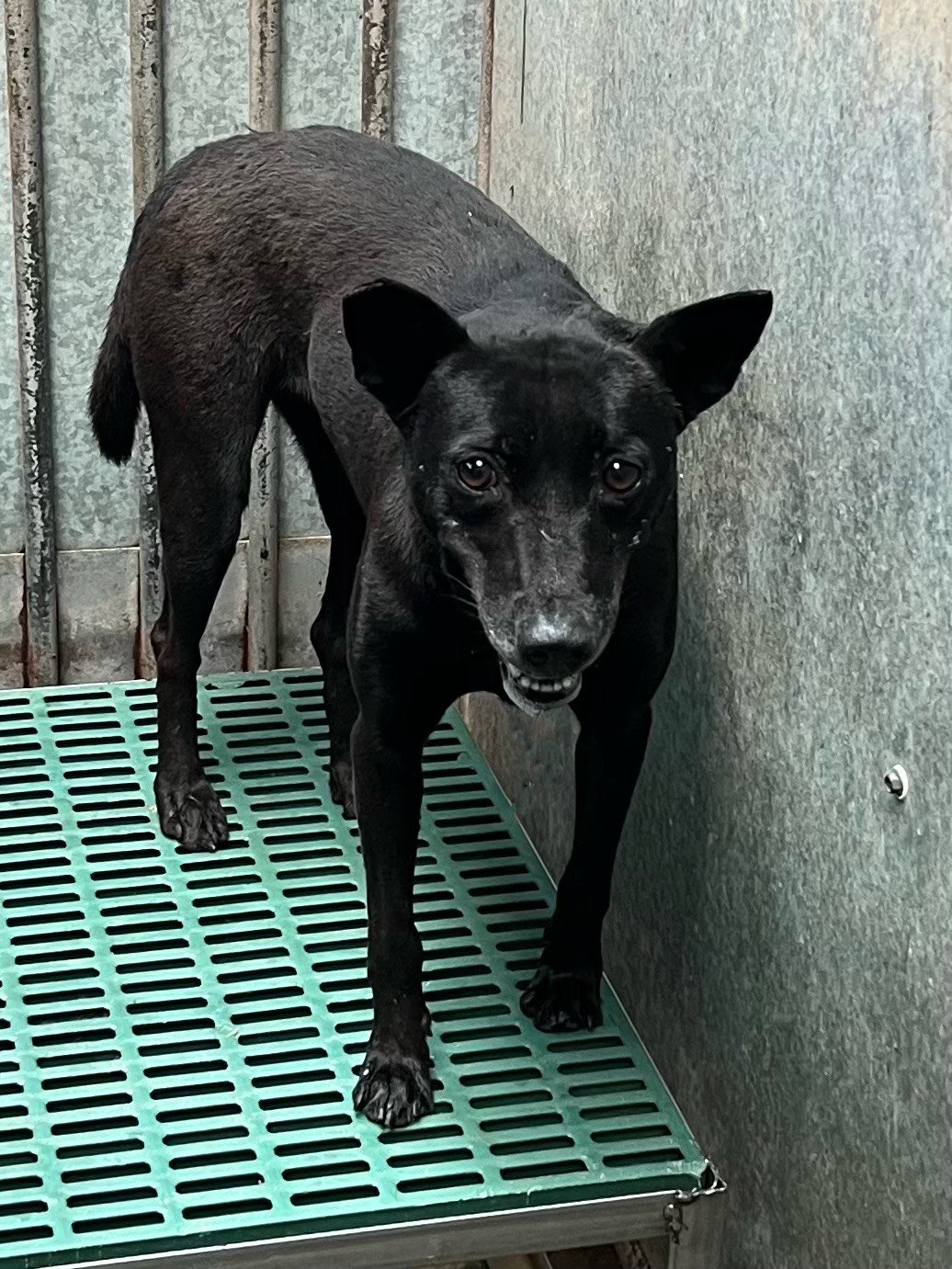 混種犬