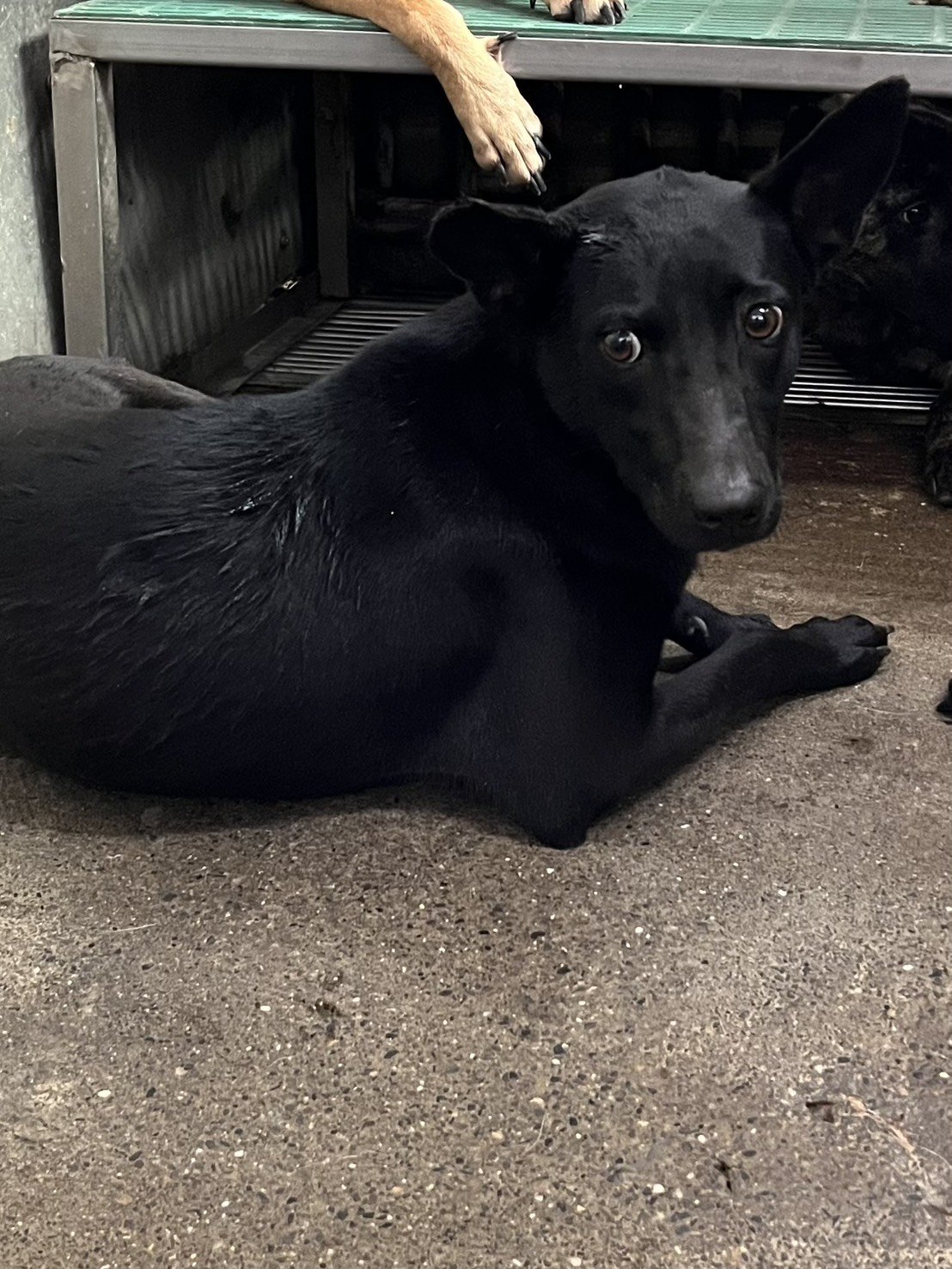 混種犬