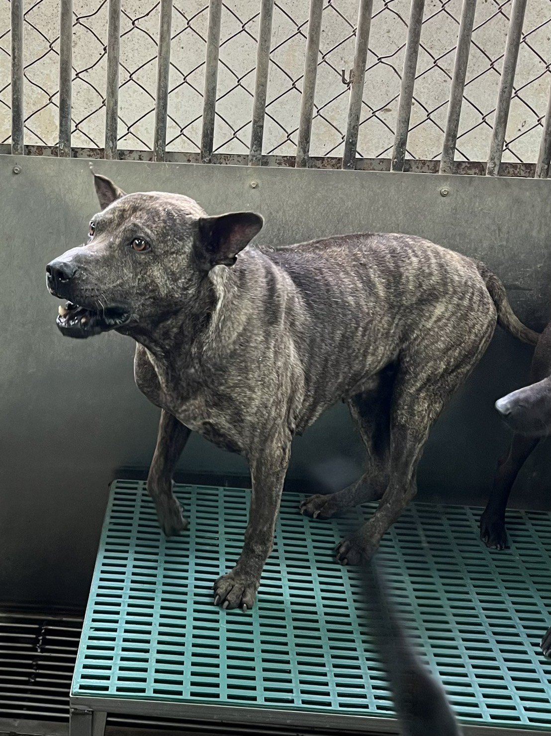 混種犬