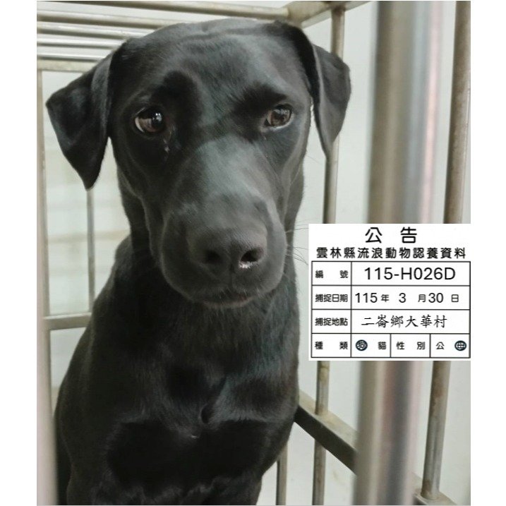 混種犬