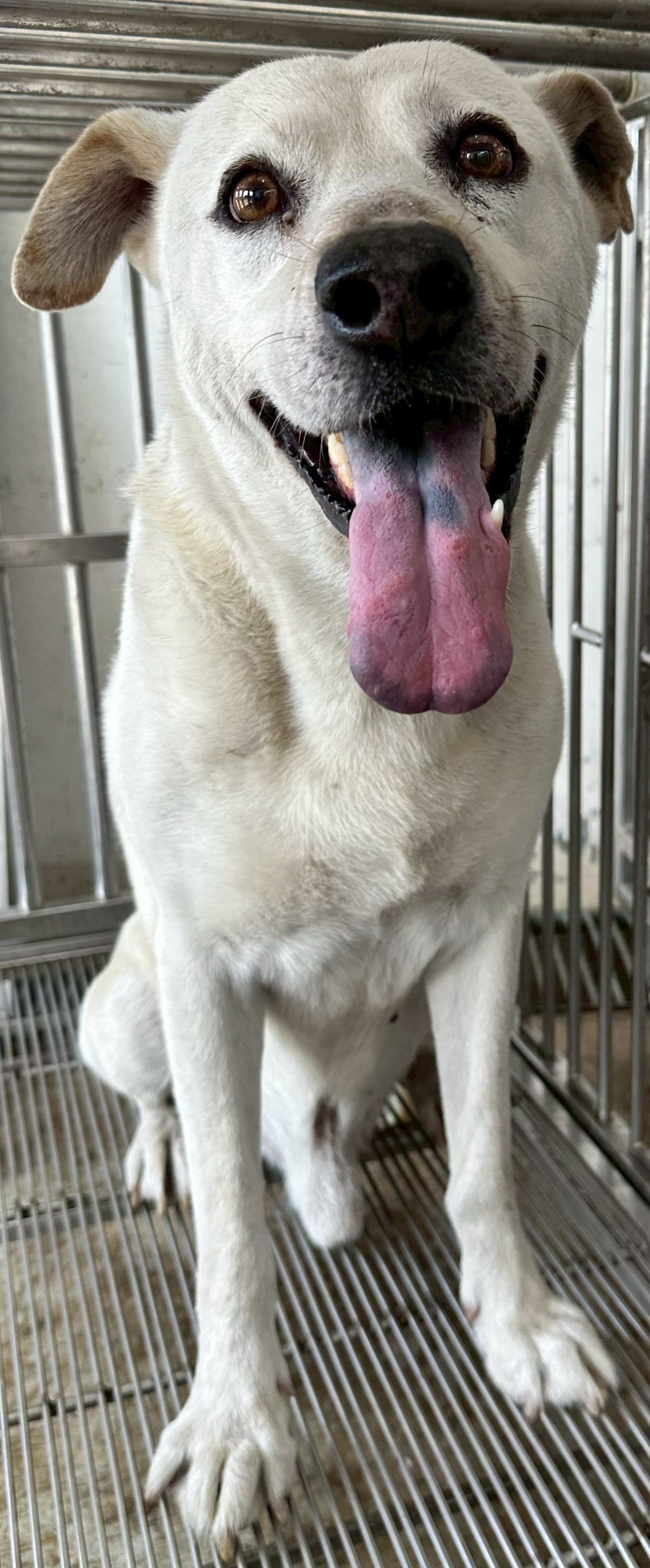 混種犬