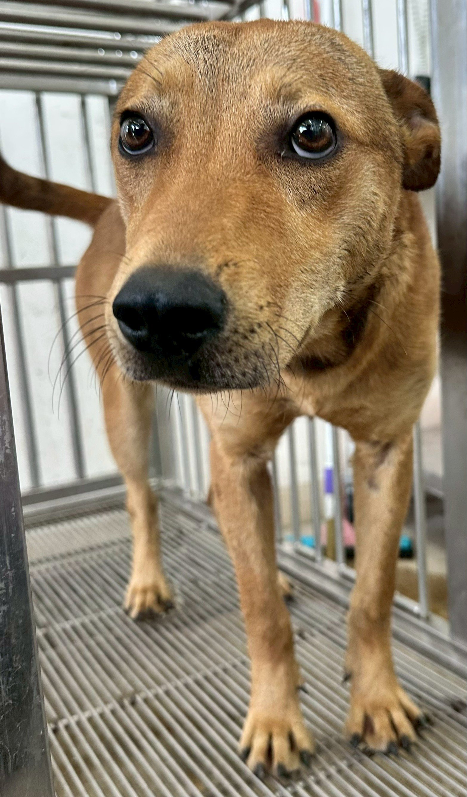 混種犬