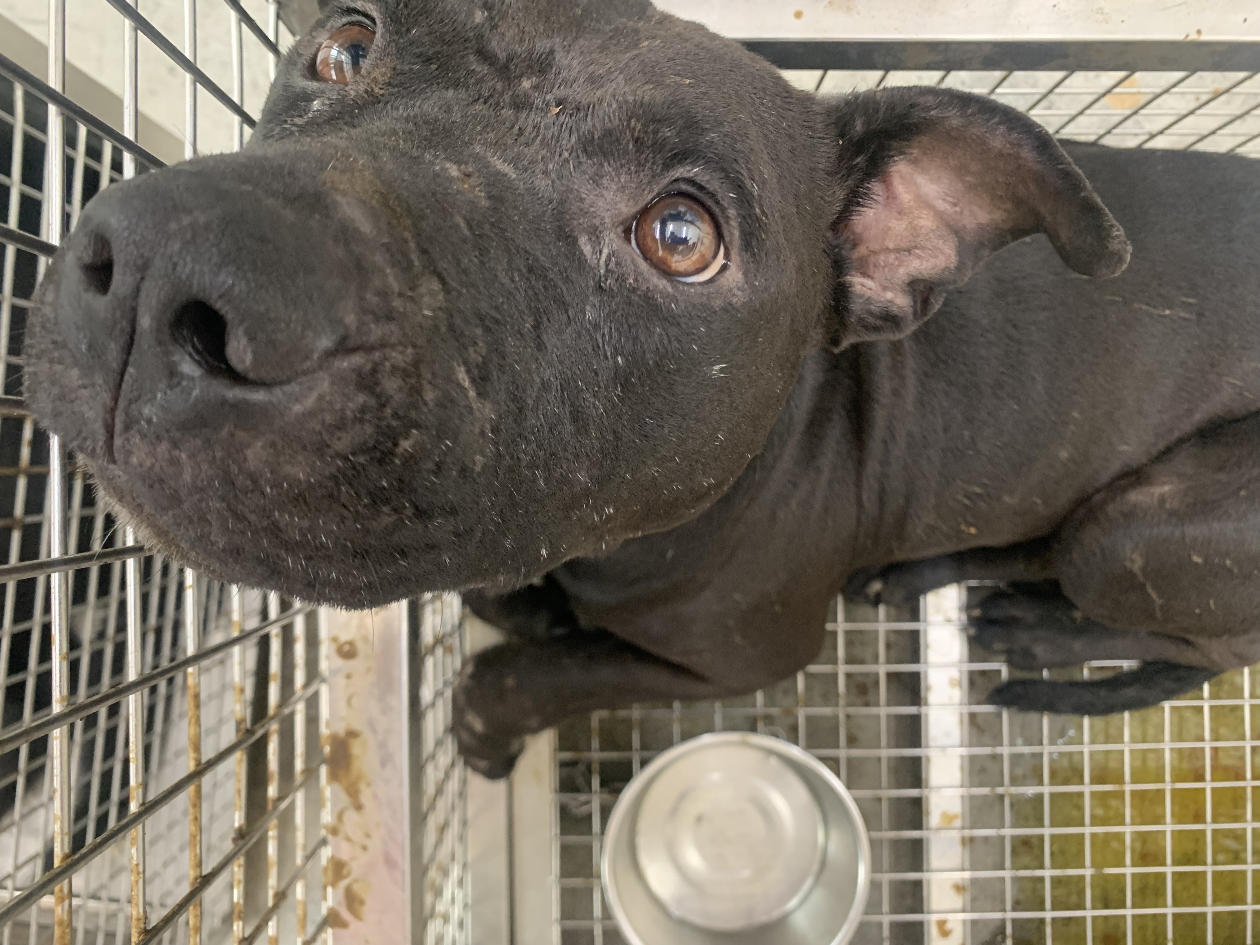 混種犬