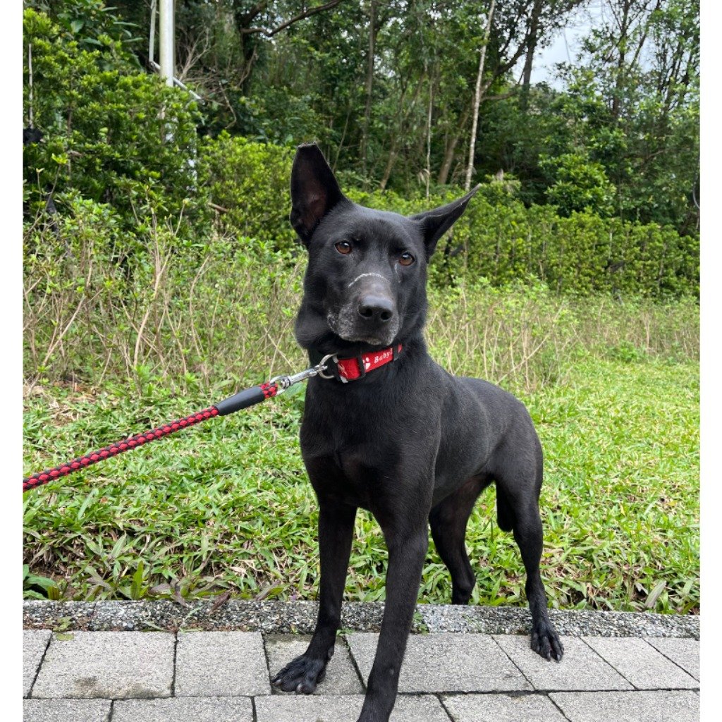 混種犬