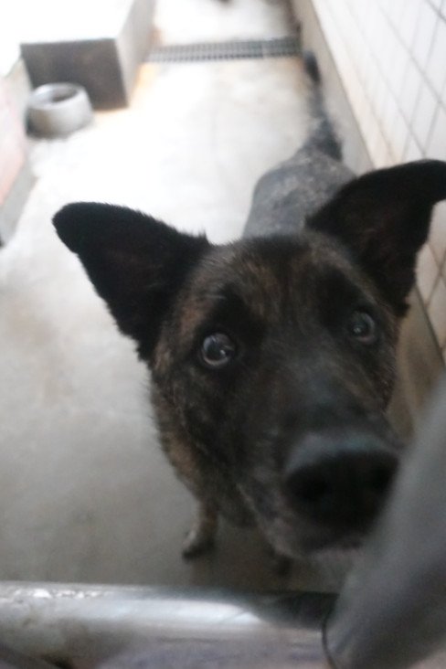 混種犬