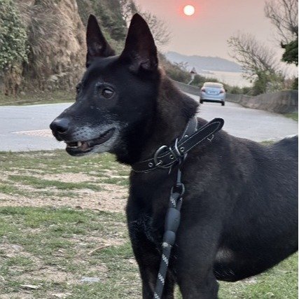 混種犬