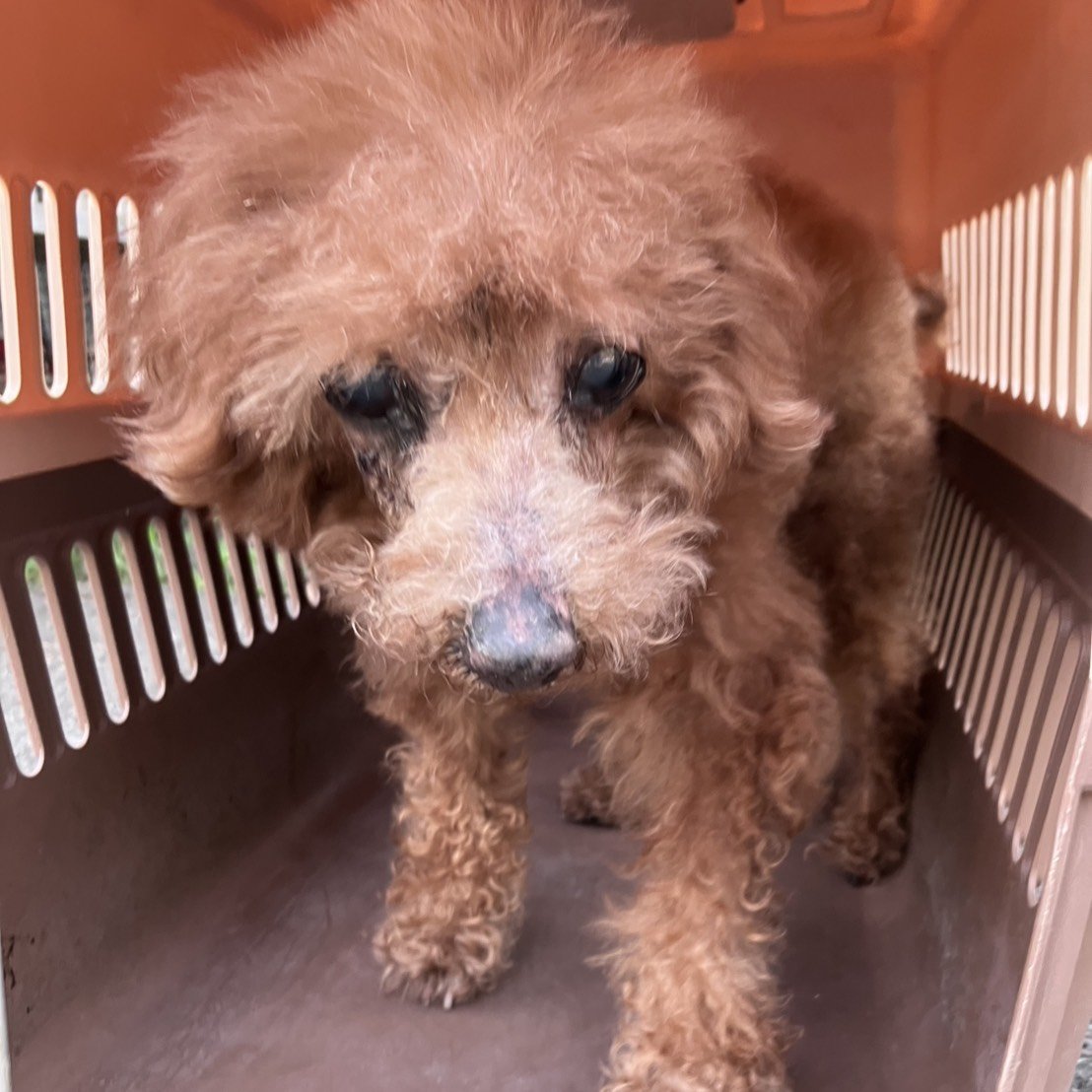 標準貴賓犬