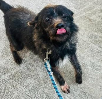 混種犬