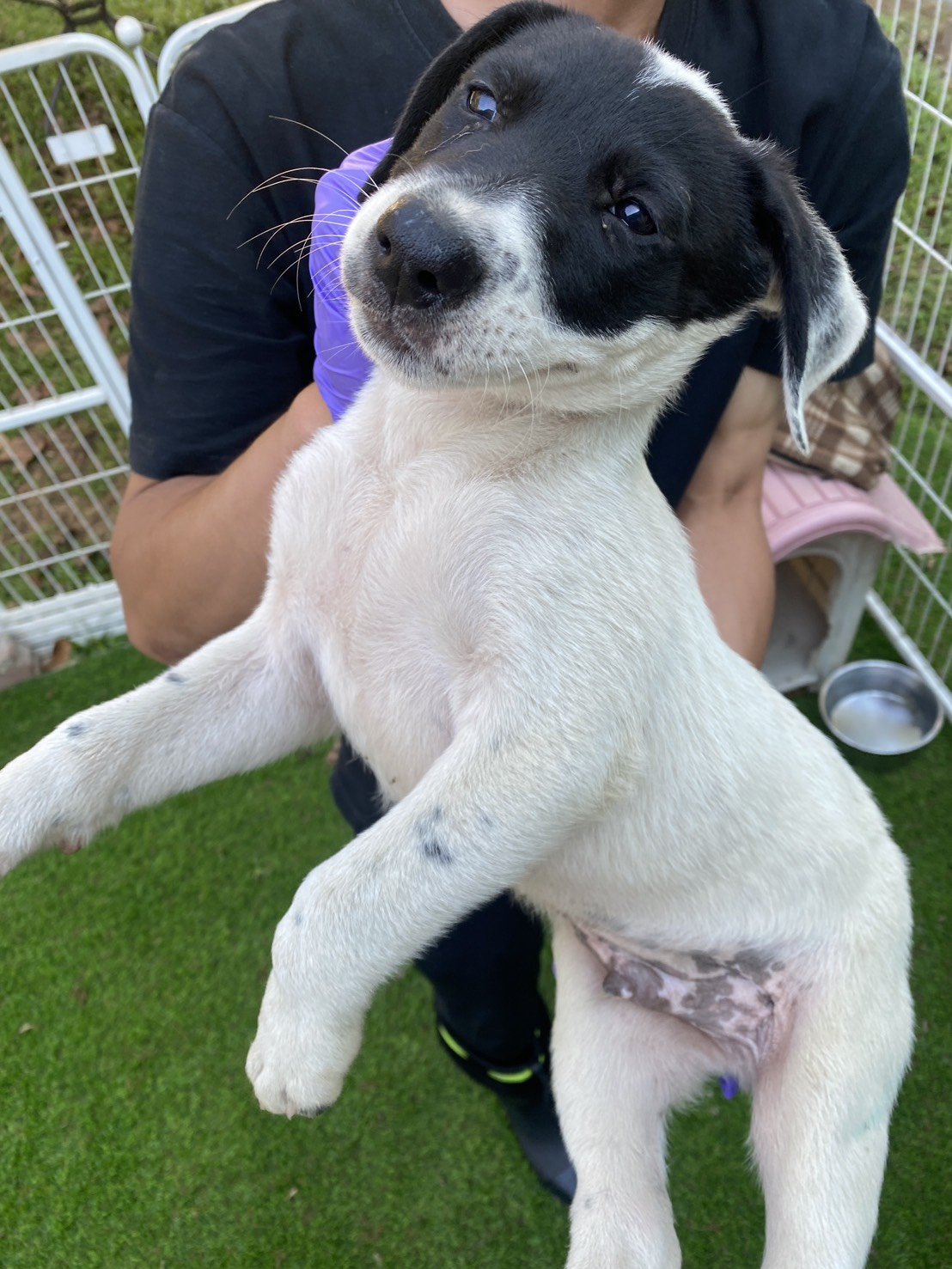 混種犬