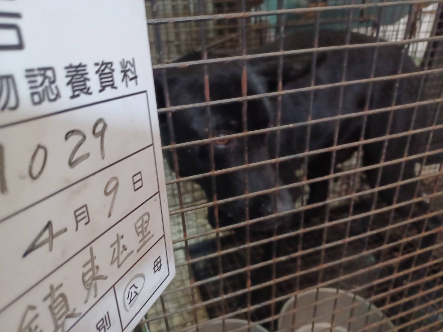 混種犬
